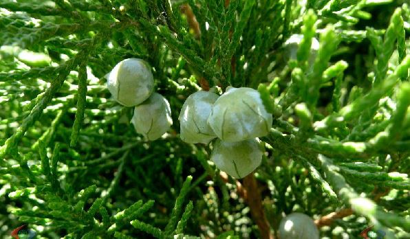  p>塔枝圆柏(学名: i>juniperus komarovii  /i>florin)是柏科刺柏属