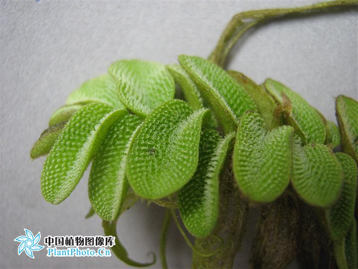  p>孢子果(sporocarp) 某些水生或湿生 a href="#" data-lemmaid="