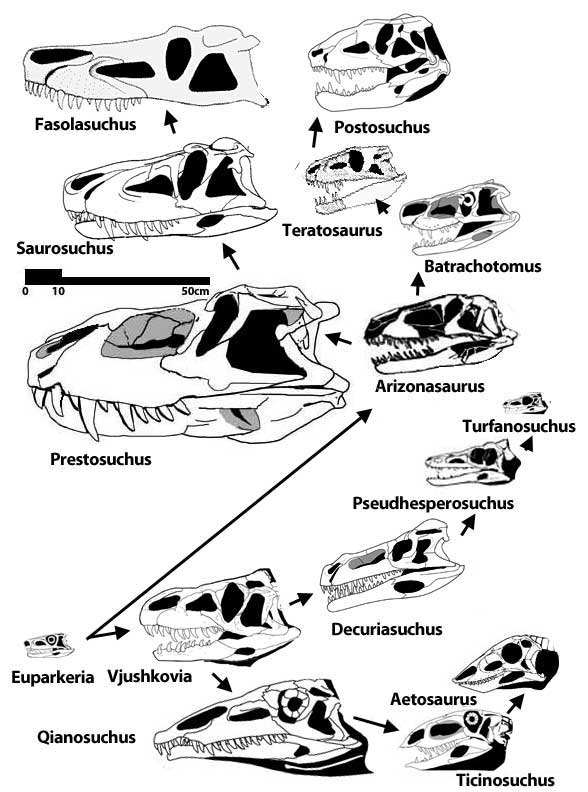  p>劳氏鳄目(学名:rauisuchia)是群所知有限的主龙类集合群,是群生存