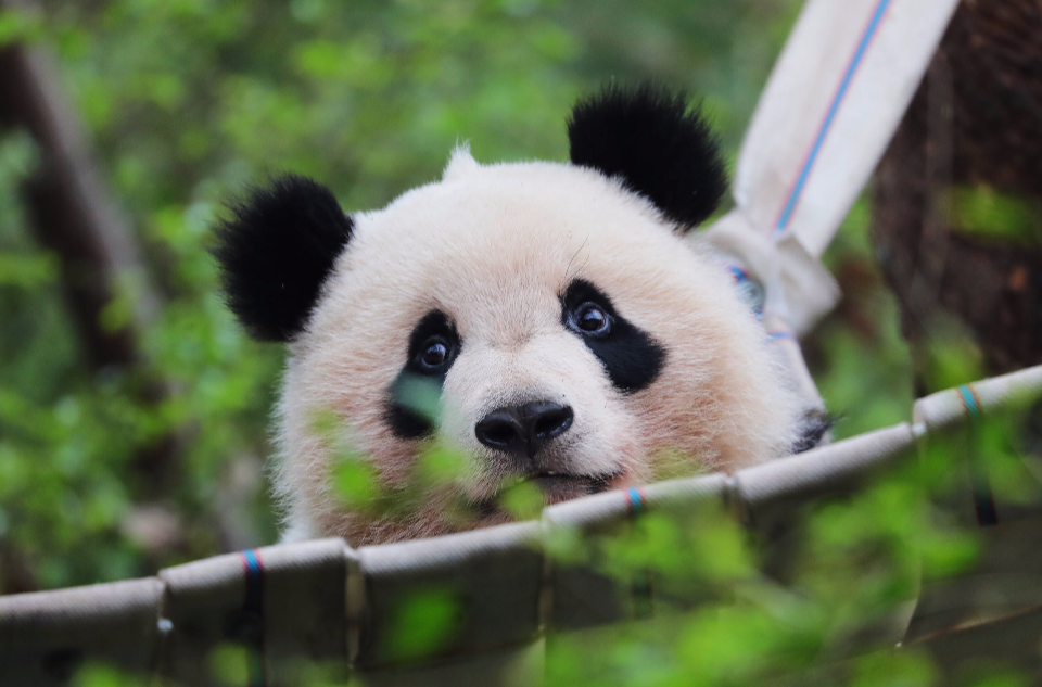  p>大熊猫"奇一",出生于2016年7月1日,母亲奇缘,雌性,谱系号:1008