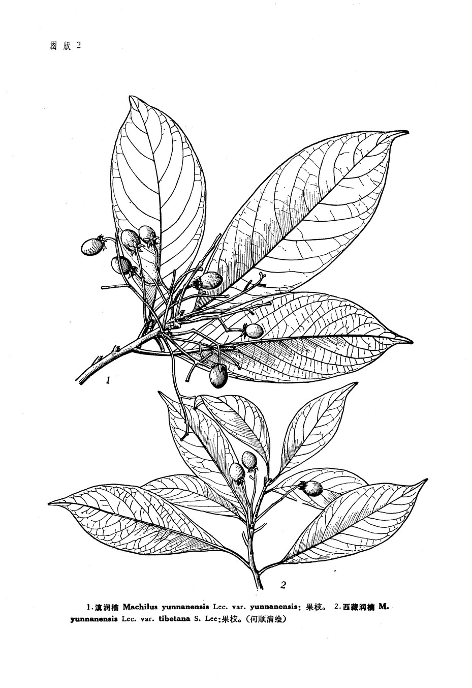 zc">滇润楠( i>machilus yunnanensis /i> lecomte)是樟科润楠属植物