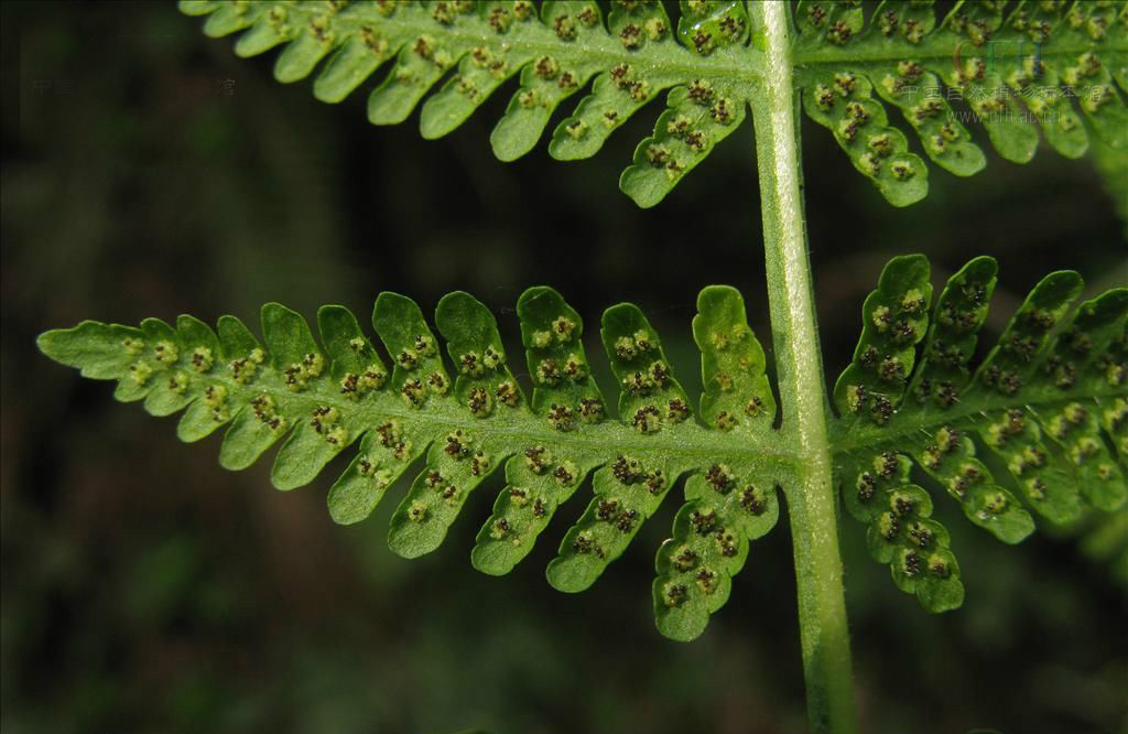 p>刚鳞针毛蕨(学名:macrothelypteris setigera)是金星蕨科针毛蕨属