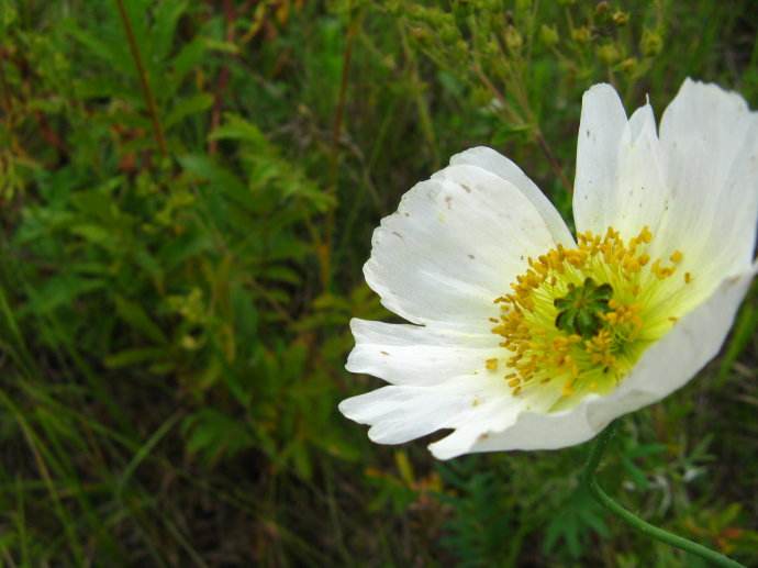  p>白花北极罂粟是一种毛茛目,罂粟科类生物,罂粟的子房会发育成为