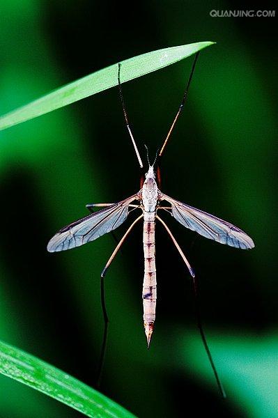 lemmaid="4953587">大蚊亚科 /a>(tipulinae),沼大蚊亚科(limonidae)