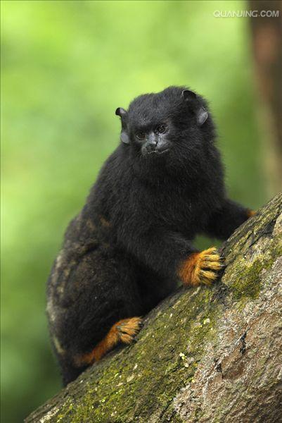  p>狨猴是体型较小的非人灵长类动物,源于巴西东北部,濒临大西洋的