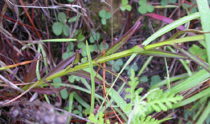  p>翅茎草属,pterygiella oliv, a href="#" data-lemmaid="8596528">