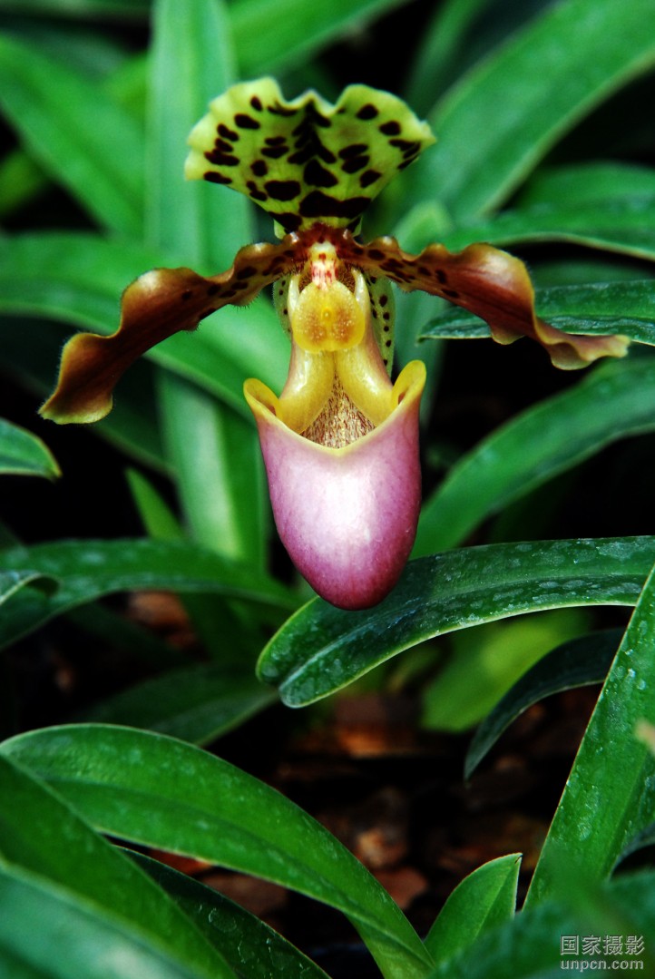 reichenbach) stein )是兰科, a target="_blank" href="/item/兜兰