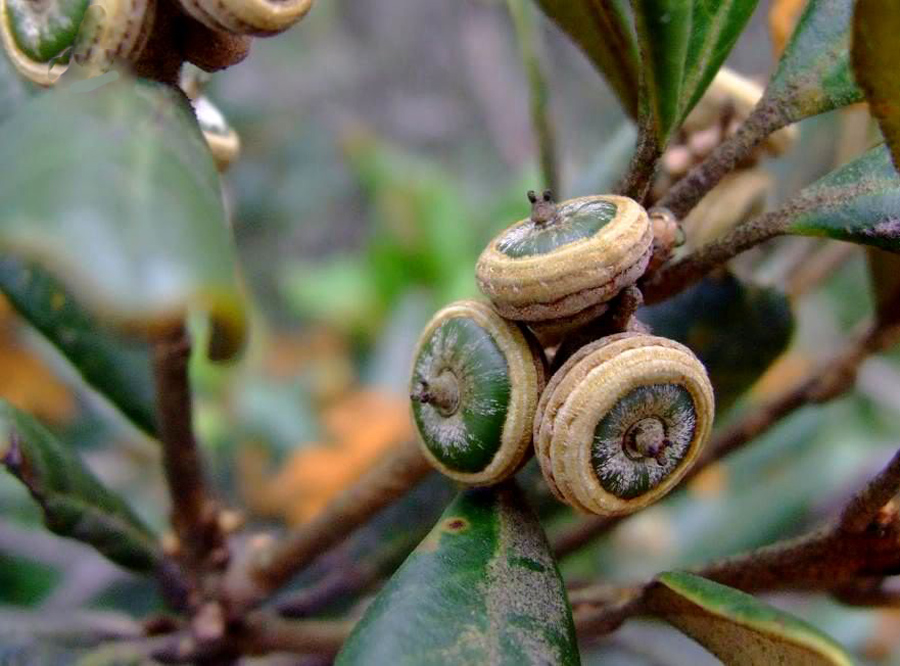  p>黄背栎(学名:quercus guyavifolia),壳斗科栎属植物,常绿灌木或小