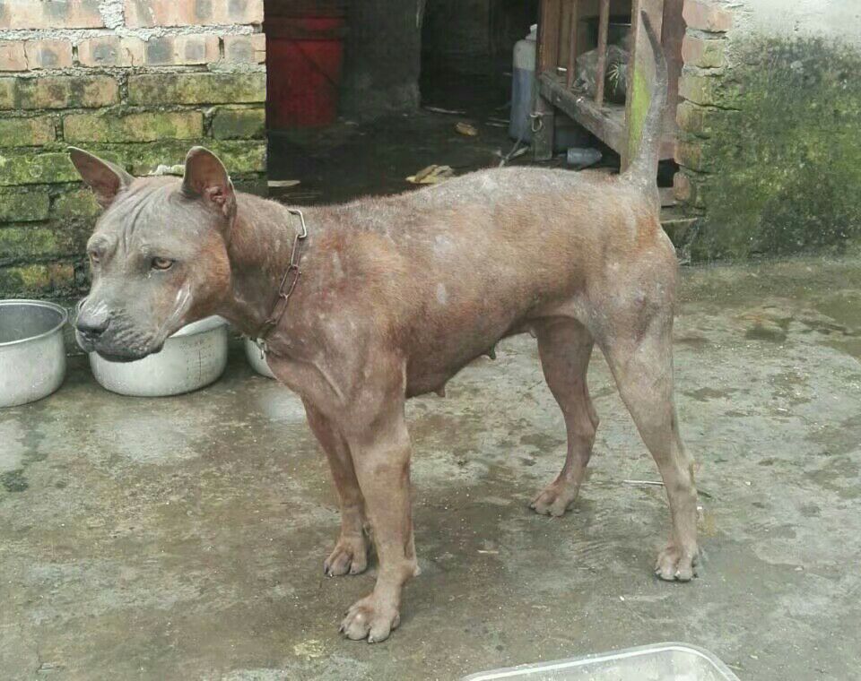  p>山狗又称川东犬,川东猎犬,邻水狗,竹狗,足狗,撵山狗,赶山狗,阴山狗