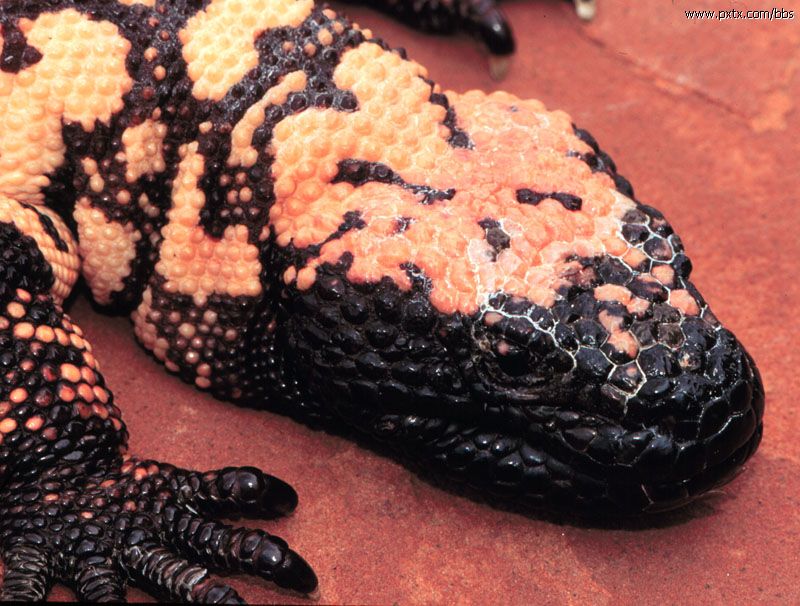 危地马拉珠毒蜥