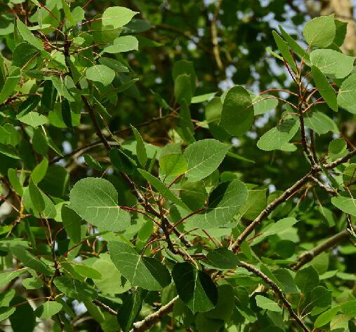 populus tremula