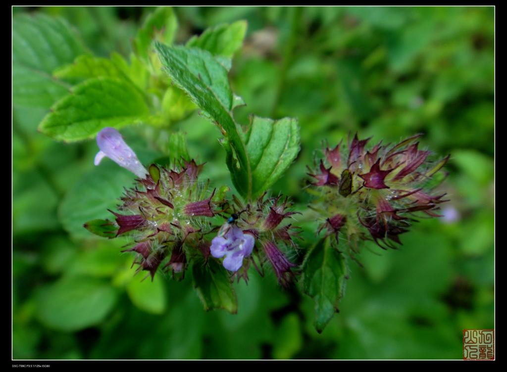 科 /a>, a href="#" data-lemmaid="3113946">风轮菜属 /a>多年生草本