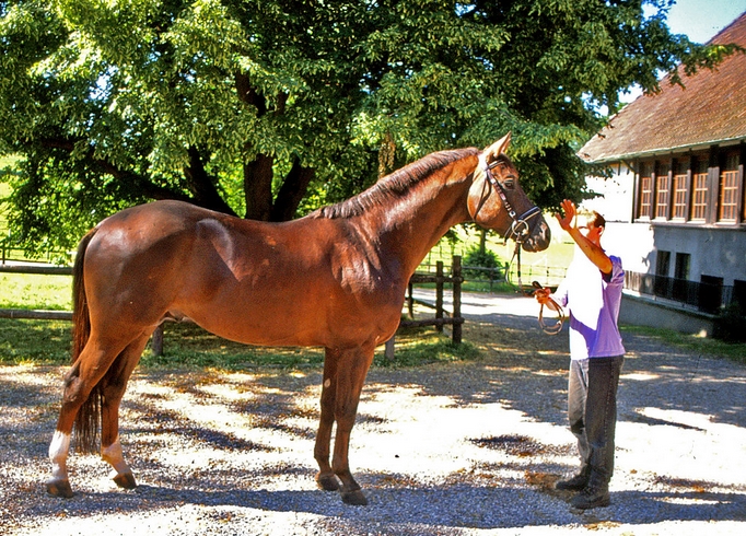  p>家马(学名: i>equus caballus caballus /i>, i>equus ferus