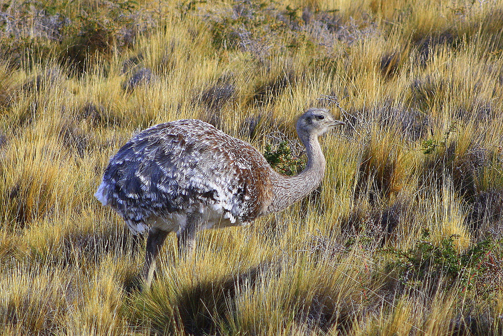  p>美洲小鸵(rhea pennata),又名达尔文三趾鸵鸟,是现存美洲鸵鸟属最