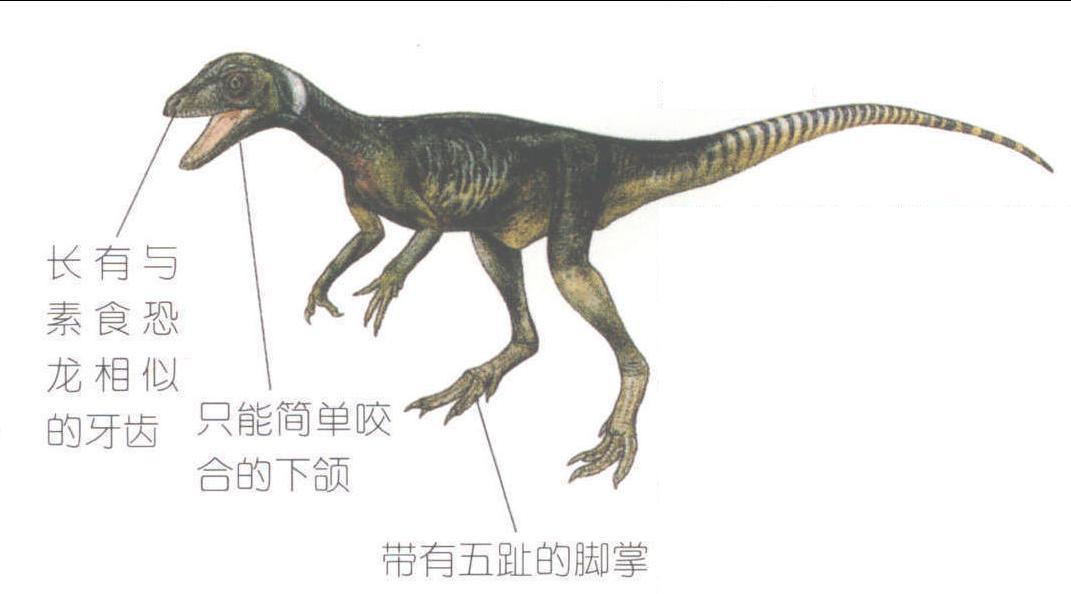 始盗龙(eoraptor)