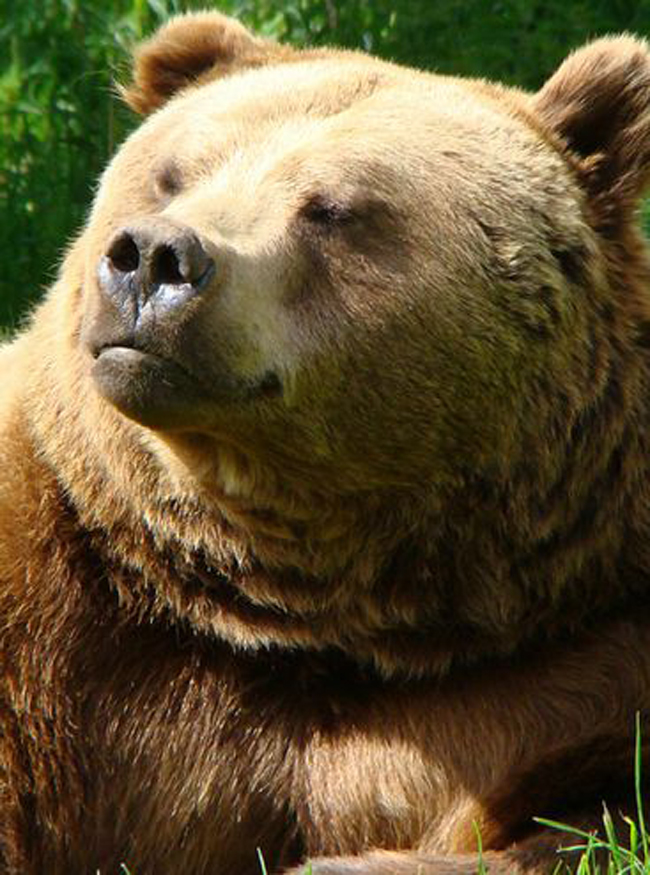  p>欧洲棕熊(学名:ursus arctos arctos)是棕熊指名亚种,头大而圆,体