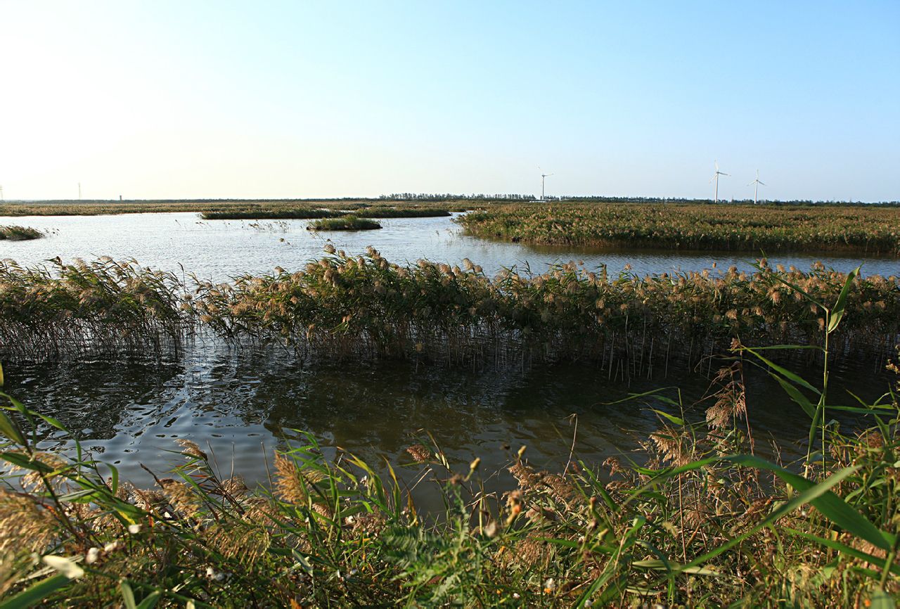 大丰国家海涂湿地公园
