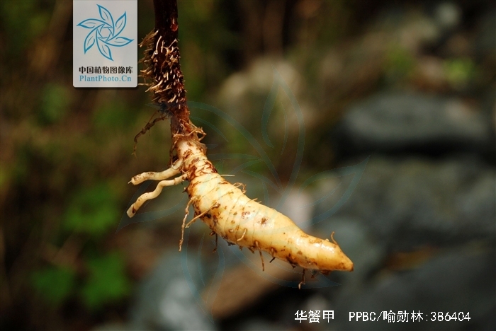 b. nord.)是菊科华蟹甲属植物.