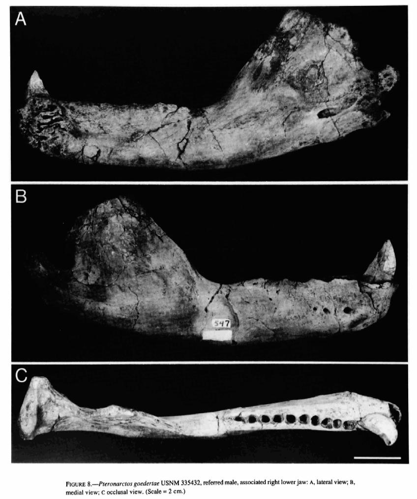  p>龙王鲸(学名:basilosaurus,意为帝王 a target="_blank" href="