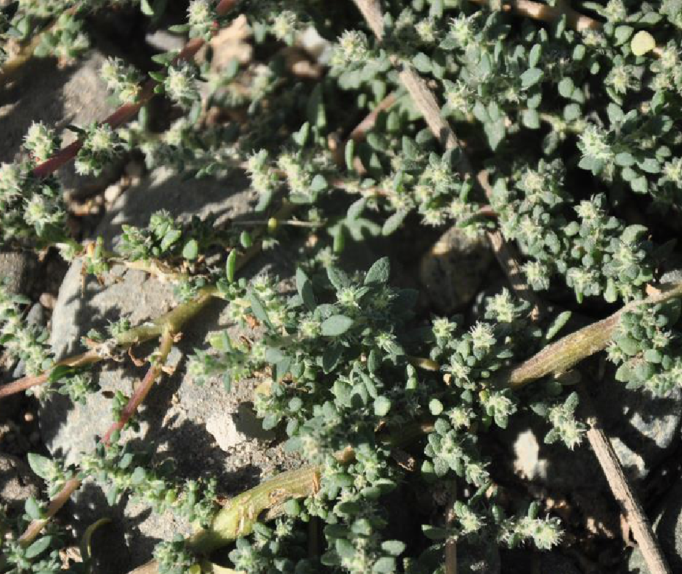  p>木地肤(学名: i>kochia prostrata /i> (l.) schrad.