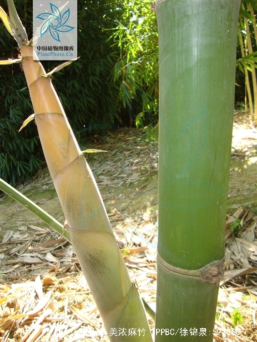 分布在台湾省从南到北许多地方都有普遍栽培,大陆各地亦未有报道.