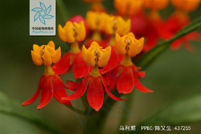  p>马利筋(学名: i>asclepias curassavica /i> b>  /b>l.