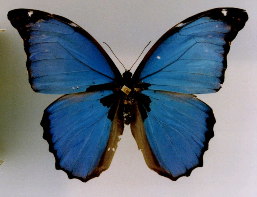 blue morpho butterfly