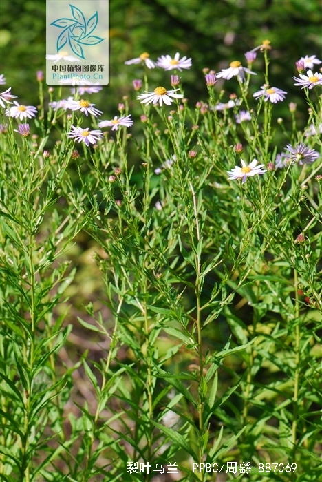  p>裂叶马兰,一种多年生草本,有根状茎.