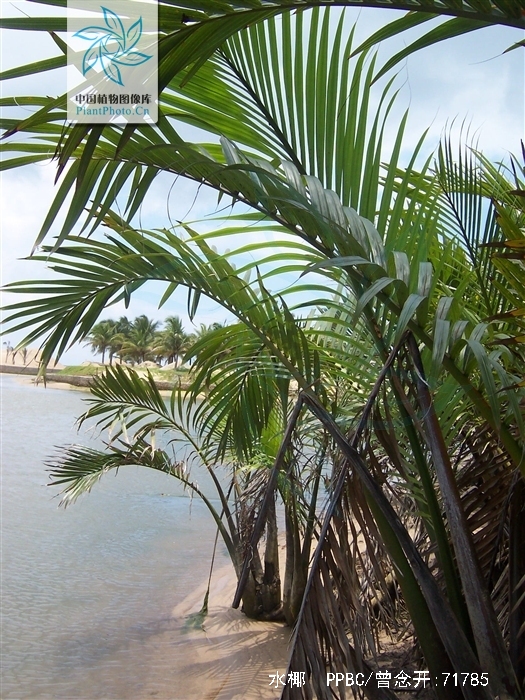  p>水椰(学名: i>nypa fructicans /i> wurmb.