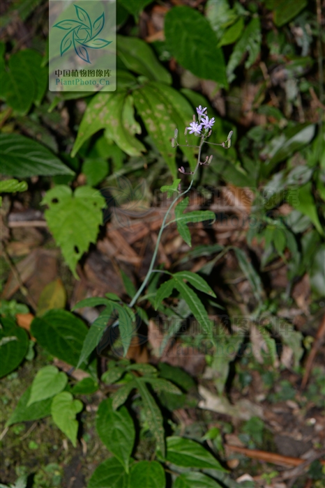 (chang shih)是菊科假福王草属的植物,有长3-5厘米的叶柄,总苞圆柱状