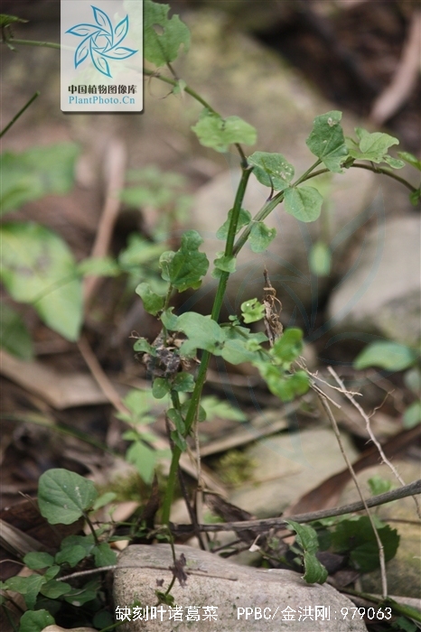  p>缺刻叶诸葛菜,十字花科, a target="_blank" href="/item/诸葛菜属