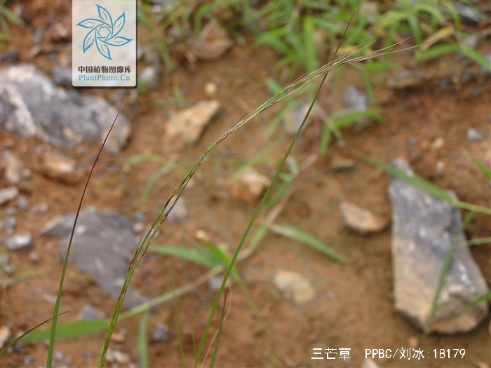 aristida adscensionis linn.