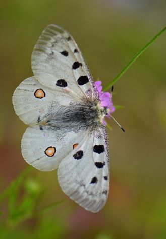 parnassius apollo