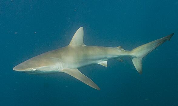  p>短尾真鲨(学名: i>carcharhinus brachyurus /i>)为真鲨科,真鲨属