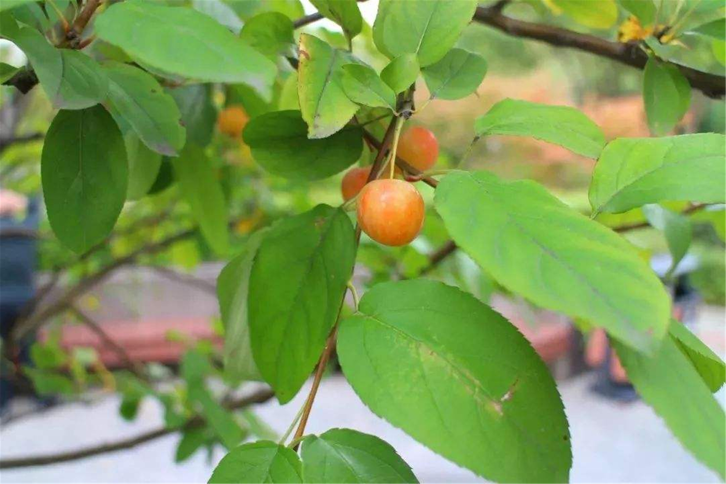  p>油柿,拉丁学名:diospyros oleifera cheng,别名漆柿,青椑,乌椑