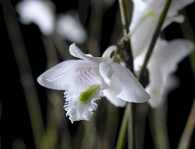  p>燕石斛(学名: i>dendrobium equitans /i>  kraenzl.