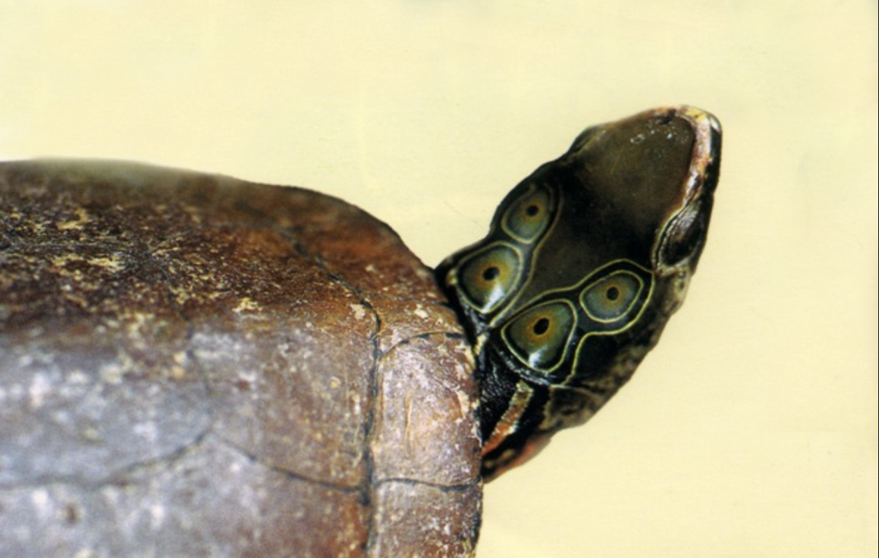  p>四眼斑水龟(学名: i>sacalia quadriocellata /i>)是龟科,眼斑水龟