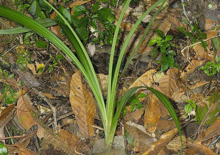  p>剑叶虾脊兰(学名: i>calanthe davidii /i>  franch.