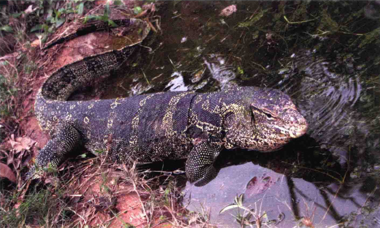  p>圆鼻巨蜥(学名: i>varanus salvator /i>)是巨蜥科,巨蜥属动物.