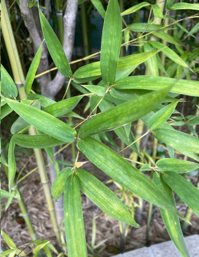 毛竹（禾本科刚竹属一种植物）_百度百科