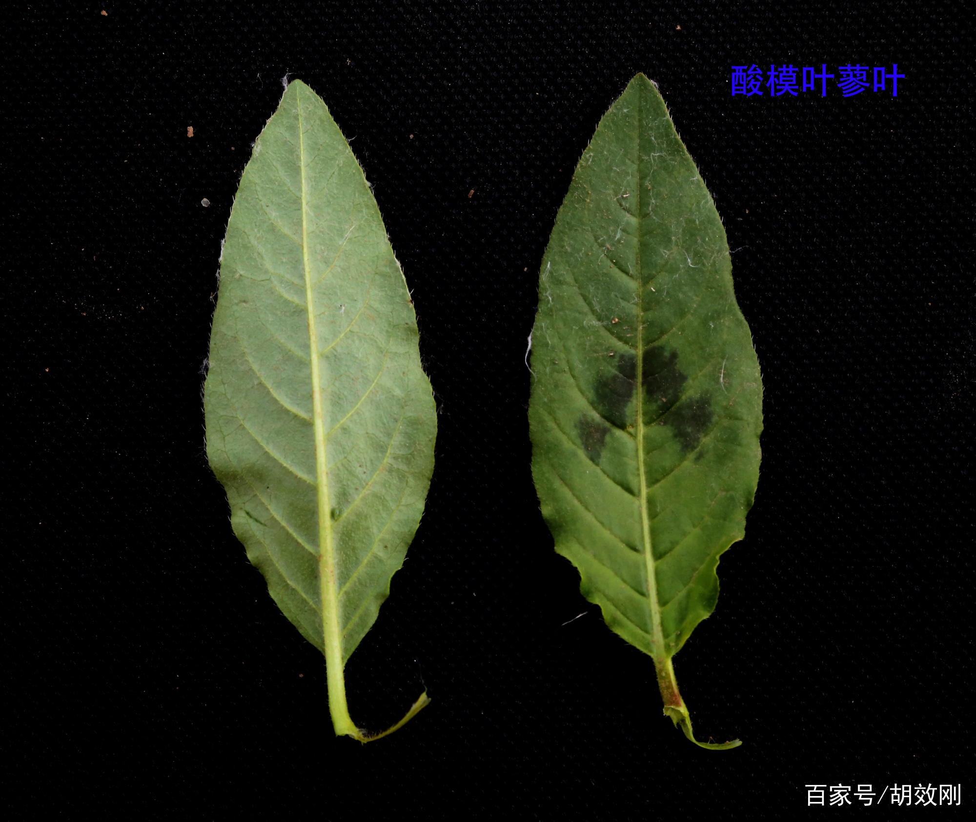 蓼科酸模叶蓼花、花序、花群体、果序、果群体、根、茎及叶原图_百科TA说