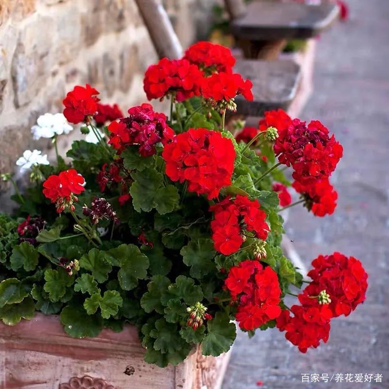 初春养花需谨慎 这三种花千万别修剪 小心一整年不开花 百科ta说