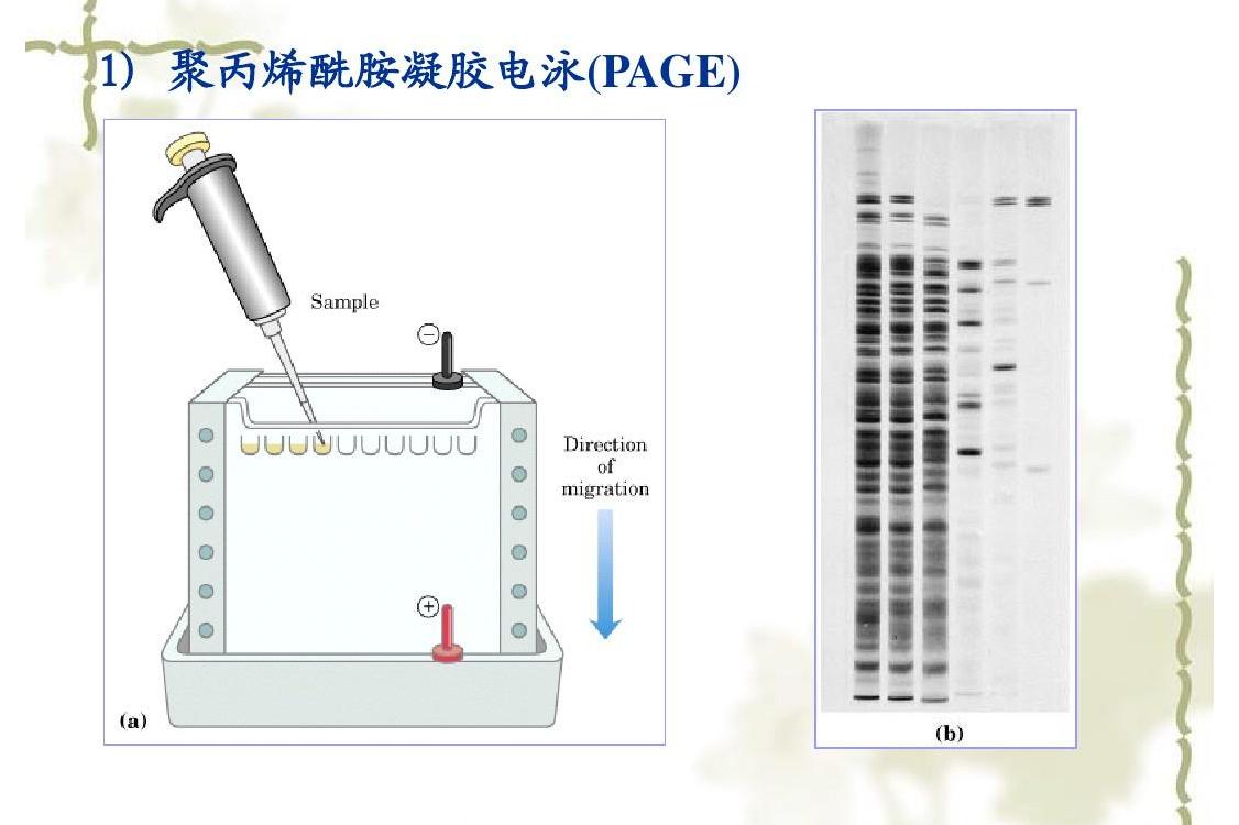  p>不含巯基乙醇或二硫苏糖醇(dtt)等还原剂的聚丙烯酰胺凝胶电泳.