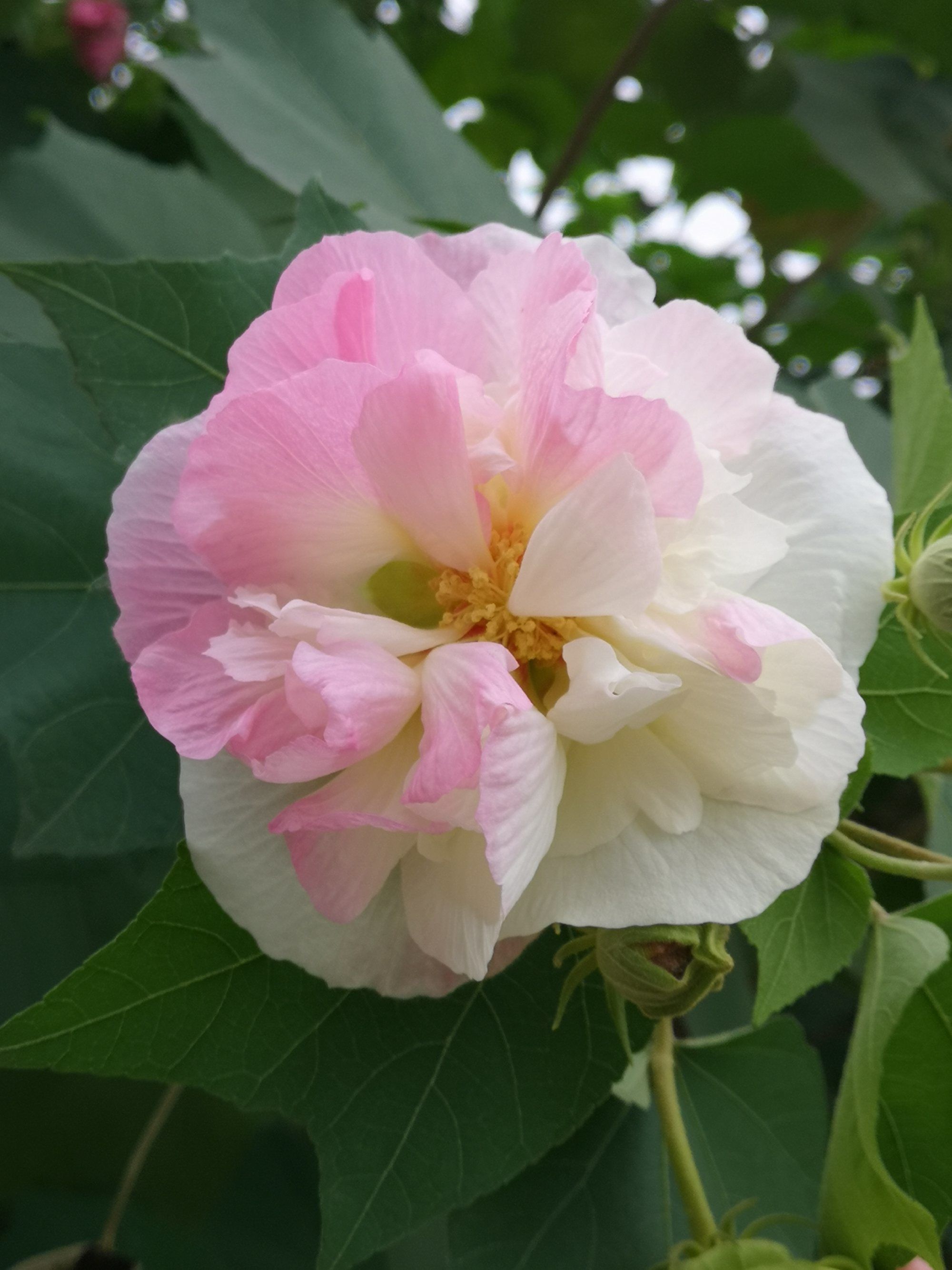  p data-id="txynodk7rnno">木芙蓉( i>hibiscus mutabilis /i> l.