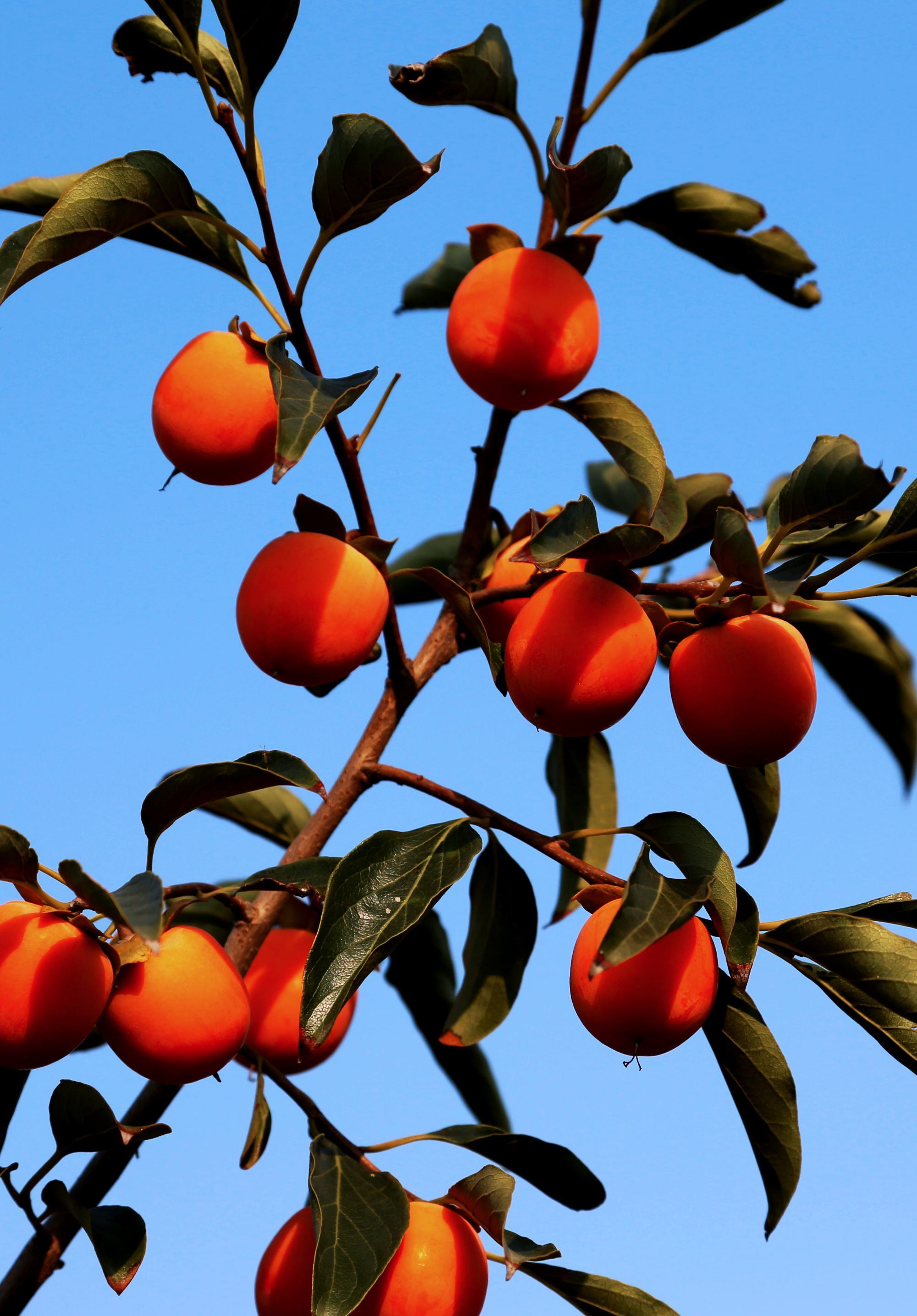 柿科(ebenaceae gürke)是杜鹃花目