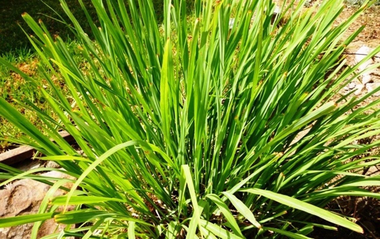  p data-id="txvdplk6mo1k">柠檬草( i>cymbopogon citratus /i> (d.