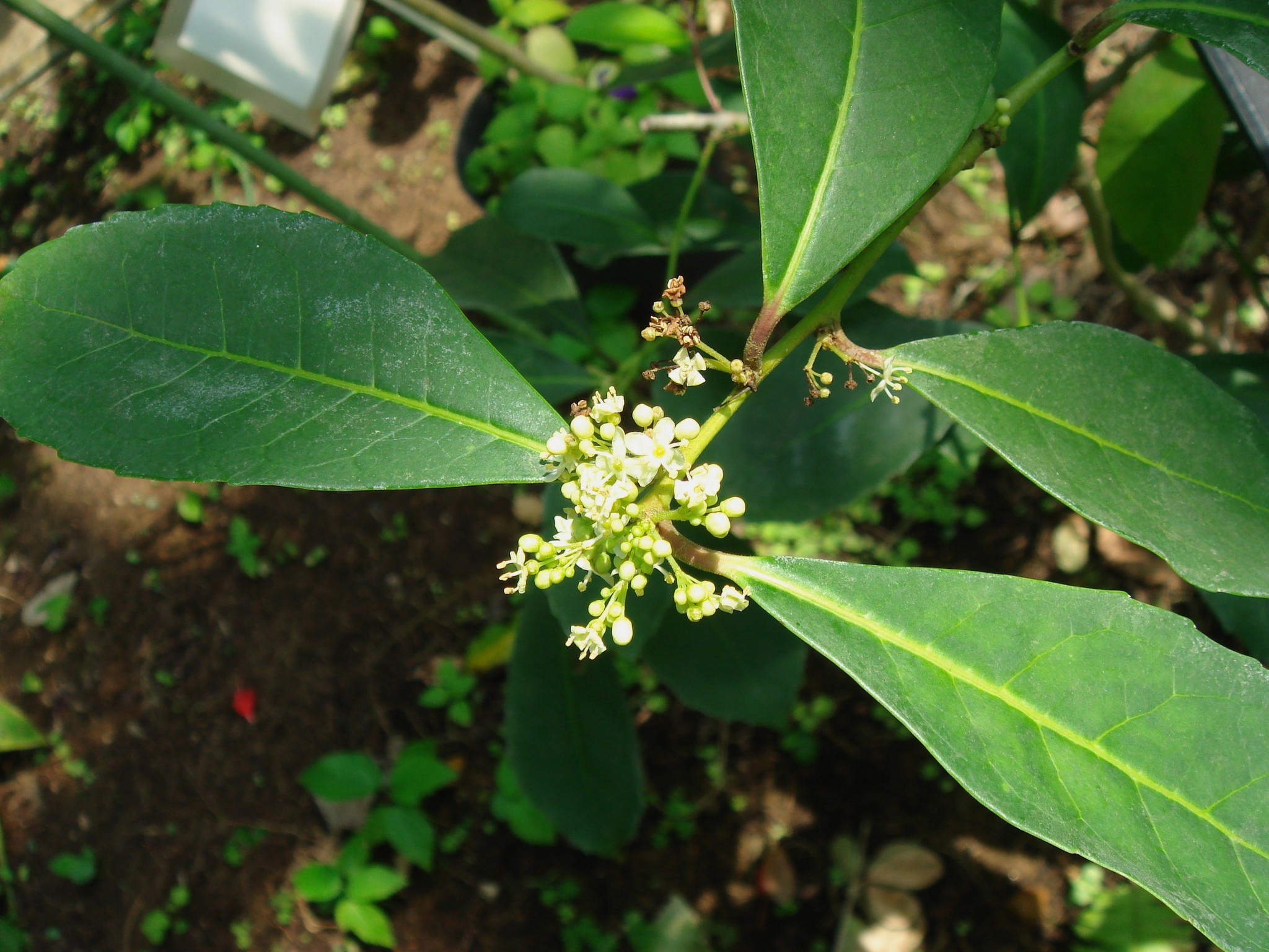 是冬青科冬青属植物,属亚热带常绿灌木或 a target="_blank" href="