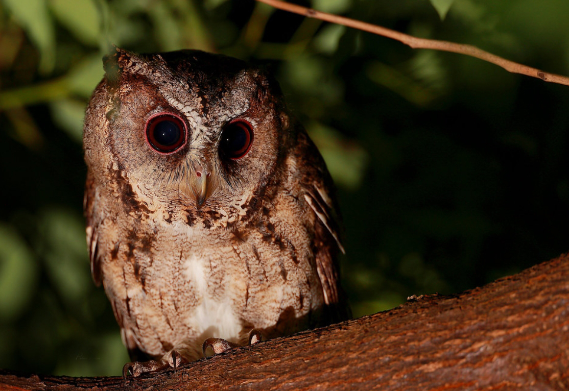  p>领角鸮(学名: i>otus lettia /i>):是鸱鸮科,角鸮属的猫头鹰.