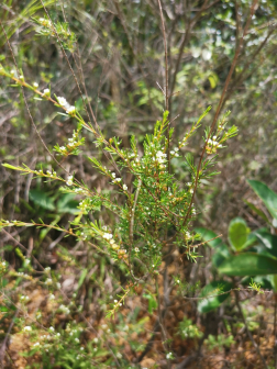岗松（桃金娘科岗松属植物）_百度百科
