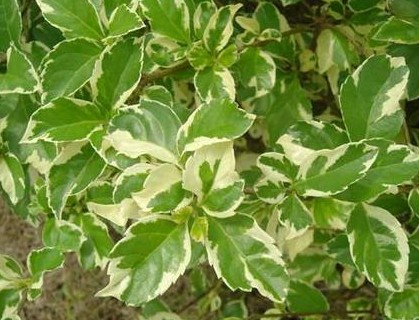 假连翘(duranta erecta variegata)是马鞭草科,假连翘属多年生灌木